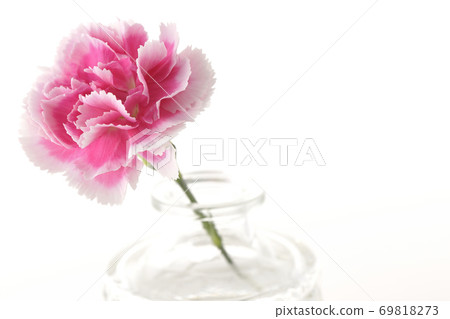 A single carnation inserted in a transparent glass container taken on a white background A single carnation inserted in a transparent glass container taken on a white background 69818273