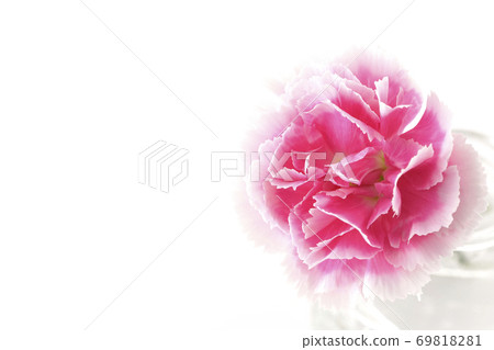 A single carnation inserted in a transparent glass container taken on a white background A single carnation inserted in a transparent glass container taken on a white background 69818281