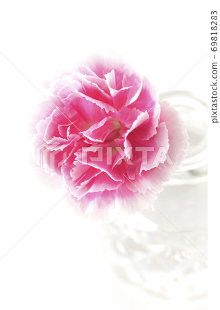 A single carnation inserted in a transparent glass container taken on a white background A single carnation inserted in a transparent glass container taken on a white background 69818283