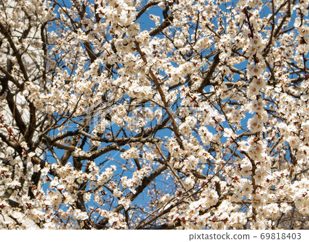 Blooming apricot. Sunny spring day. Spring flowers. Blooming apricot. Sunny spring day. Spring flowers. 69818403