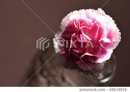 A single carnation inserted in a transparent glass container (overhead view) A single carnation inserted in a transparent glass container (overhead view) 69818656