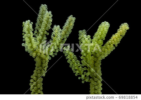 Sea grapes, green caviar isolated on black background Sea grapes, green caviar isolated on black background 69818854