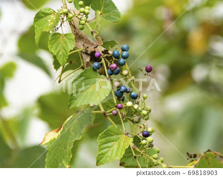 No grapes that bear fruits of various colors 69818903