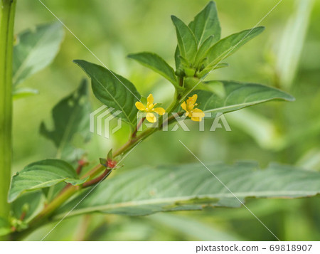 Paddy weeds Ludwigia epilobium 69818907