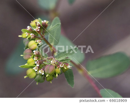 Flower of Okinawa 69818909