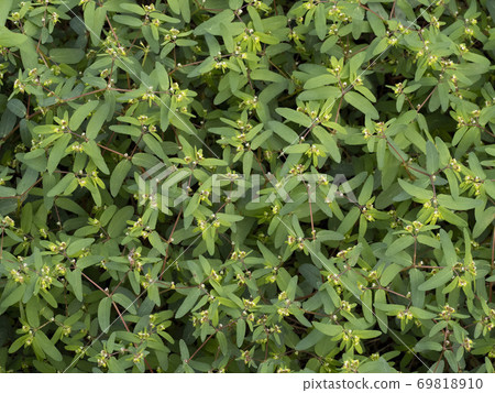 沖繩花 沖繩花 69818910