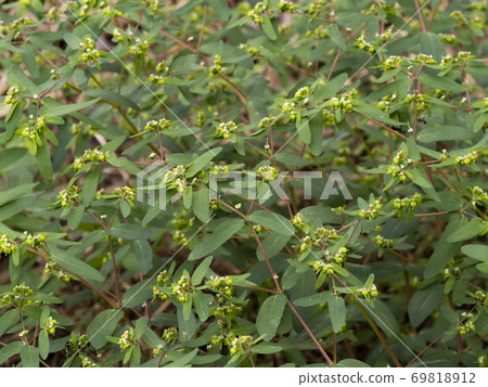 Flower of Okinawa 69818912