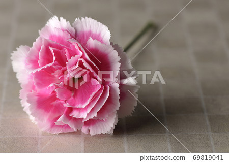 A single carnation placed on a tile A single carnation placed on a tile 69819041