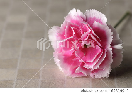 A single carnation placed on a tile A single carnation placed on a tile 69819043