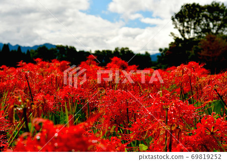 Sparkling cluster amaryllis Sparkling cluster amaryllis 69819252