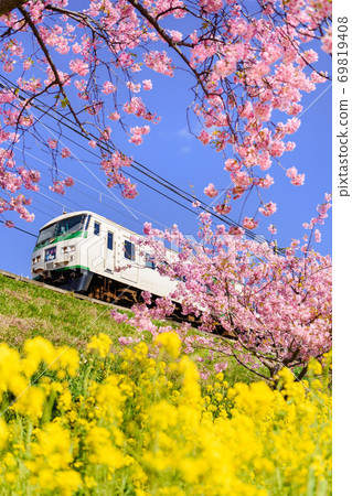 Kawazu cherry blossoms, rape blossoms and dancer 69819408
