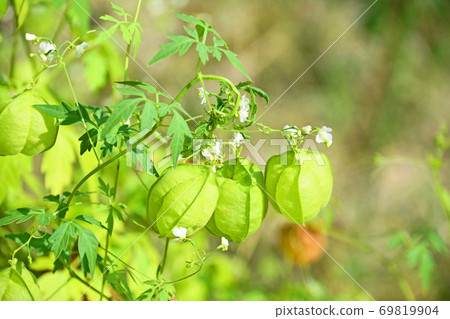 Balloon vine, a vine annual with balloon-shaped fruits 69819904