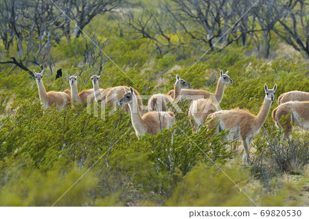 Guanaco.Patagonia Argentina 69820530