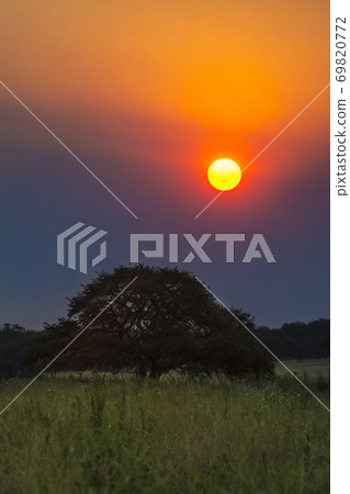 Pampas sunset landscape, La Pampa, Argentina 69820772
