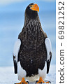 Steller's sea eagle [Shiretoko, Hokkaido] 69821252
