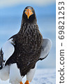 Steller's sea eagle [Shiretoko, Hokkaido] 69821253