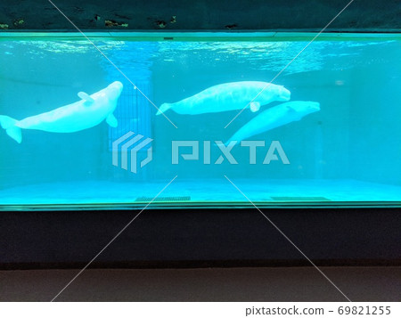 Beluga swimming in an aquarium with three heads 69821255