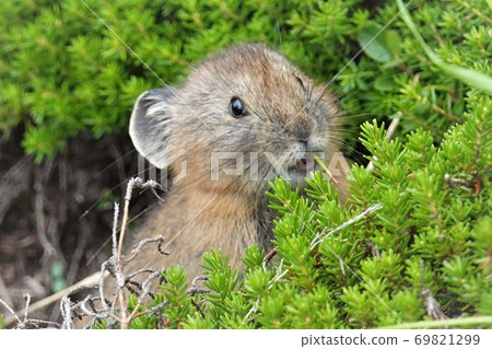 Ezo pika during a meal Ezo pika during a meal 69821299