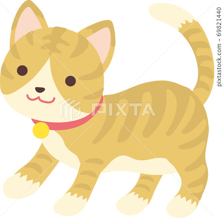 Brown tiger white cat 69821440