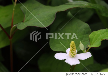 Up of white flowers of Houttuynia cordata blooming in the garden of the sun Up of white flowers of Houttuynia cordata blooming in the garden of the sun 69821627