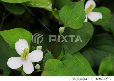 Up of white flowers of Houttuynia cordata blooming in the garden of the sun Up of white flowers of Houttuynia cordata blooming in the garden of the sun 69821629