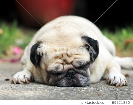 lovely white fat cute pug face portraits close up relaxing easy on the floor outdoor under natural sunlight with country home surrounding blur background 69821850
