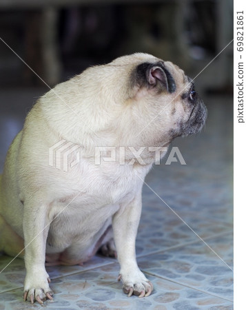 lovely white fat cute pug face portraits close up relaxing easy on the floor outdoor under natural sunlight with country home surrounding blur background lovely white fat cute pug face portraits close up relaxing easy on the floor outdoor under natural sunlight with country home surrounding blur background 69821861