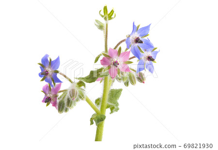 borage flower 69821930