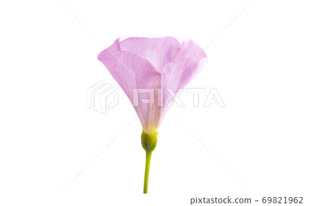 bindweed flower isolated 69821962