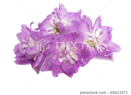delphinium flower isolated 69821971