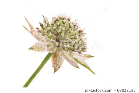 Astrantia flower isolated Astrantia flower isolated 69822183