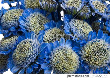 beautiful chrysanthemum flowers isolated beautiful chrysanthemum flowers isolated 69822186