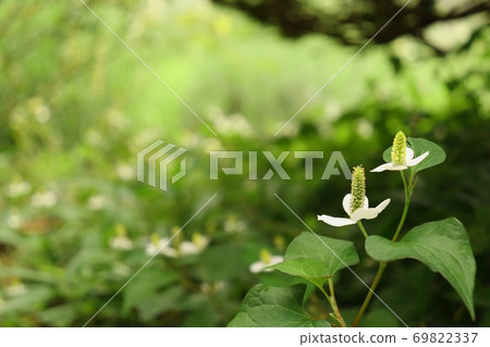 A herd of Houttuynia cordata that blooms white flowers in the garden of the sun A herd of Houttuynia cordata that blooms white flowers in the garden of the sun 69822337