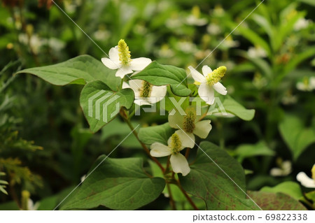 A herd of Houttuynia cordata that blooms white flowers in the garden of the sun A herd of Houttuynia cordata that blooms white flowers in the garden of the sun 69822338