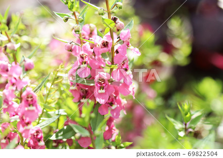 Flower of Agelonia 69822504