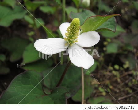 Up of white flowers of Houttuynia cordata blooming in the garden of the sun Up of white flowers of Houttuynia cordata blooming in the garden of the sun 69822713