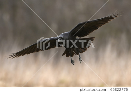 Common Raven (Corvus corax) Common Raven (Corvus corax) 69822776