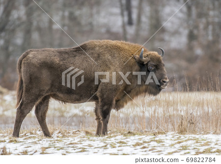 European bison (Bison bonasus) European bison (Bison bonasus) 69822784