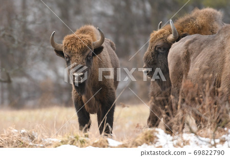 European bisons (Bison bonasus) 69822790