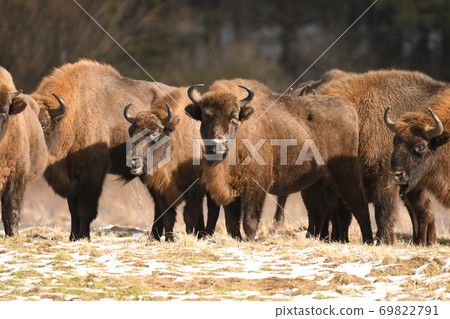 European bisons (Bison bonasus) European bisons (Bison bonasus) 69822791