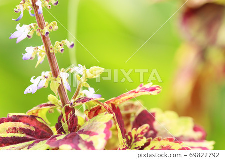 Corius Flower Corius Flower 69822792