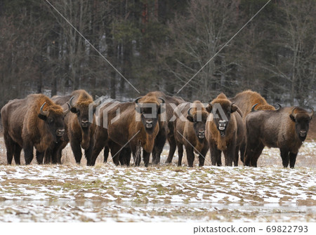European bisons (Bison bonasus) European bisons (Bison bonasus) 69822793