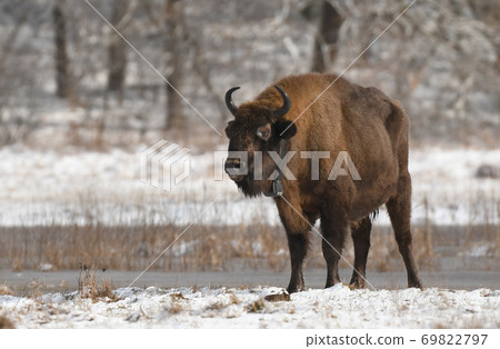 European bisons (Bison bonasus) European bisons (Bison bonasus) 69822797
