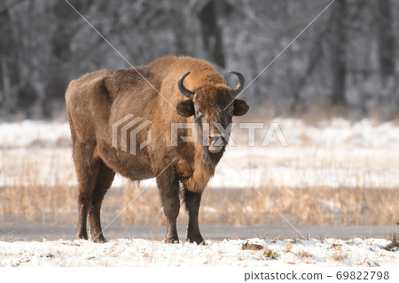European bisons (Bison bonasus) European bisons (Bison bonasus) 69822798