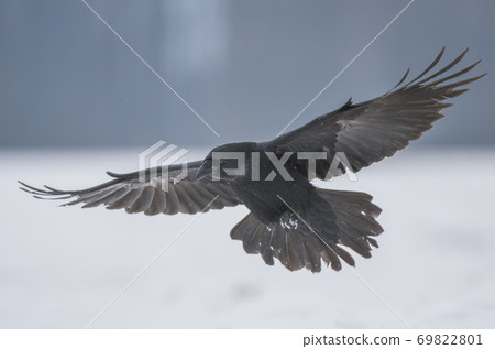 Common Raven (Corvus corax) 69822801