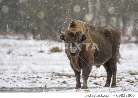 European bison (Bison bonasus) European bison (Bison bonasus) 69822806