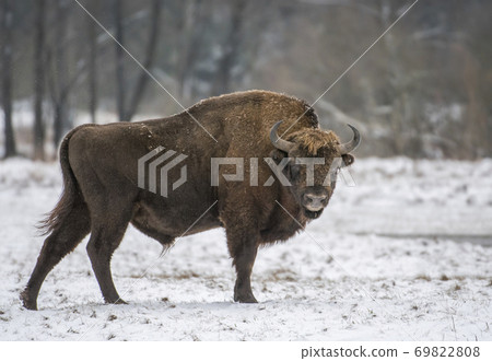 European bison (Bison bonasus) European bison (Bison bonasus) 69822808