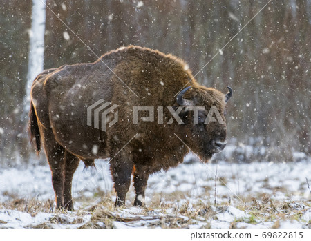 European bison (Bison bonasus) European bison (Bison bonasus) 69822815