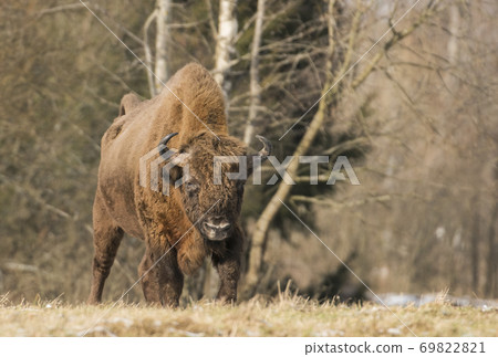 European bison (Bison bonasus) European bison (Bison bonasus) 69822821
