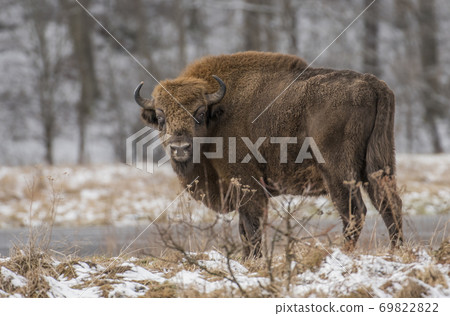 European bison (Bison bonasus) European bison (Bison bonasus) 69822822